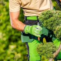 BeechGrove Tree service