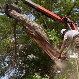 Canton Tree Service Pros