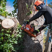 Parsippany Tree Services