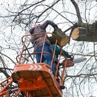 Covington Tree Service Pros