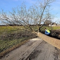 Sonoma Tree Service Pro